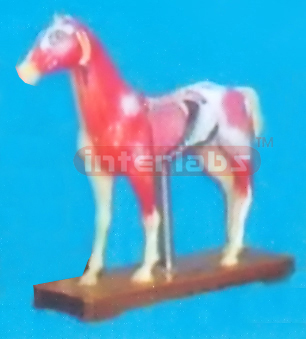 ANIMAL MODEL OF HORSE